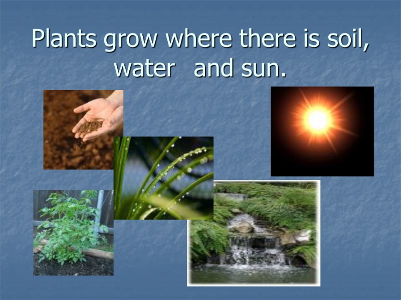 Plants grow where there is soil, water  and sun.